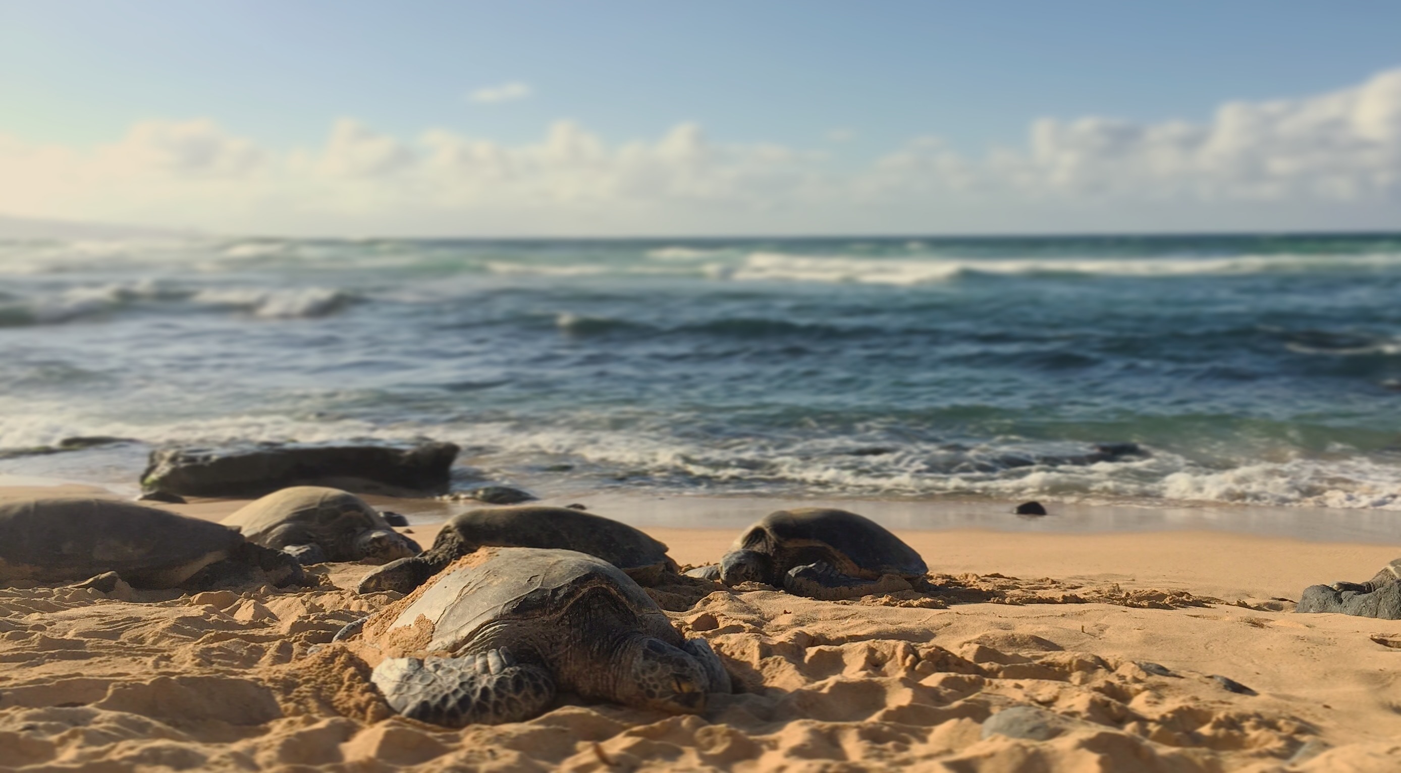 Cover Image for Unwind in Paia: The Ultimate Destination for a Relaxing Maui Getaway